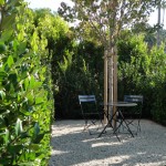 Ligustrum hedge