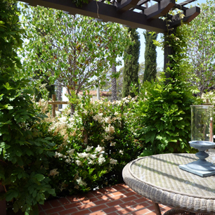New pergola covered with 
growing Wisteria
Low maintenance hedges