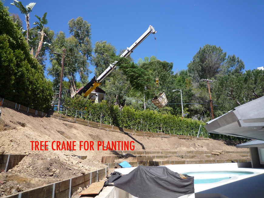 Crane delivering trees