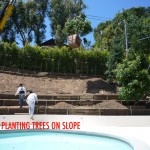 Planting trees
