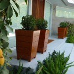 Boxwood in custom made planters