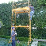 Trimming Ficus nitida hedge