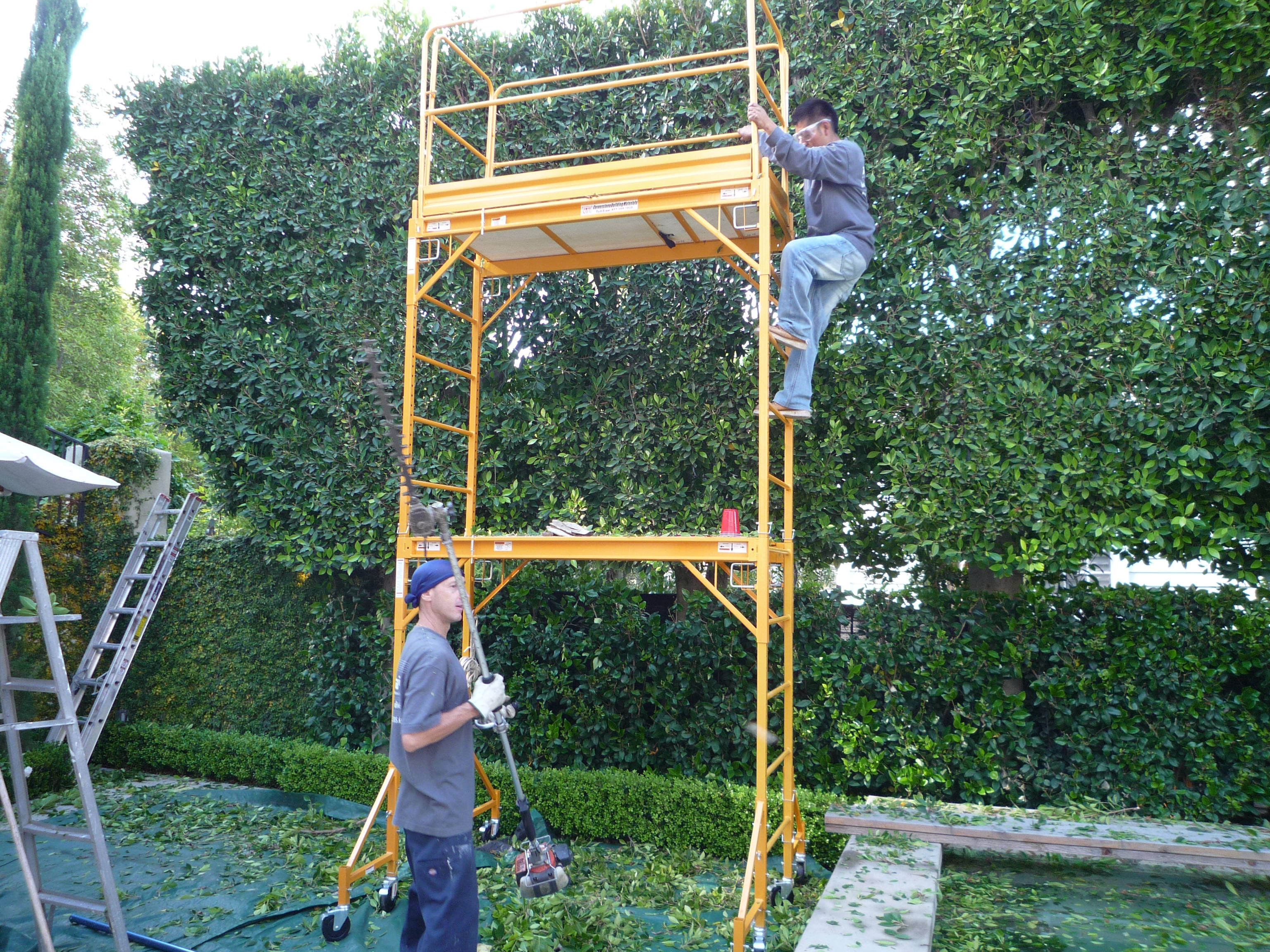 Trimming Ficus nitida hedge