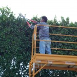 Expertise in trimming hedges