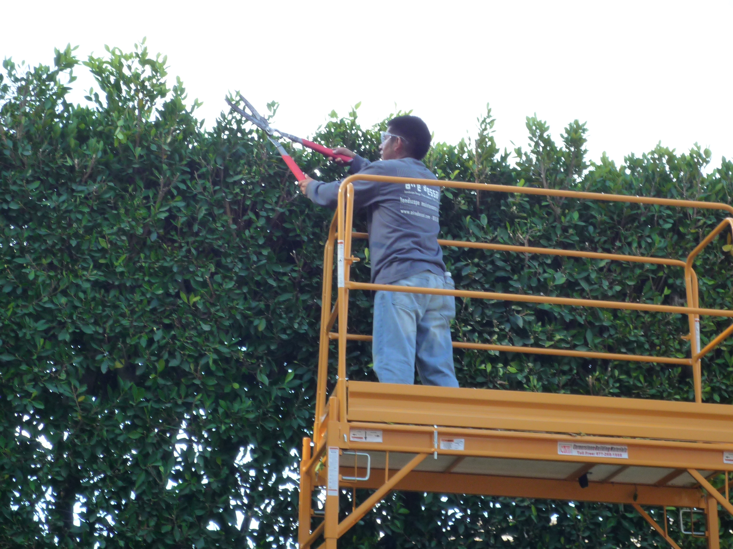 Expertise in trimming hedges