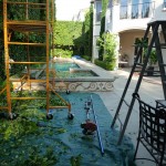 trimming Ficus hedge