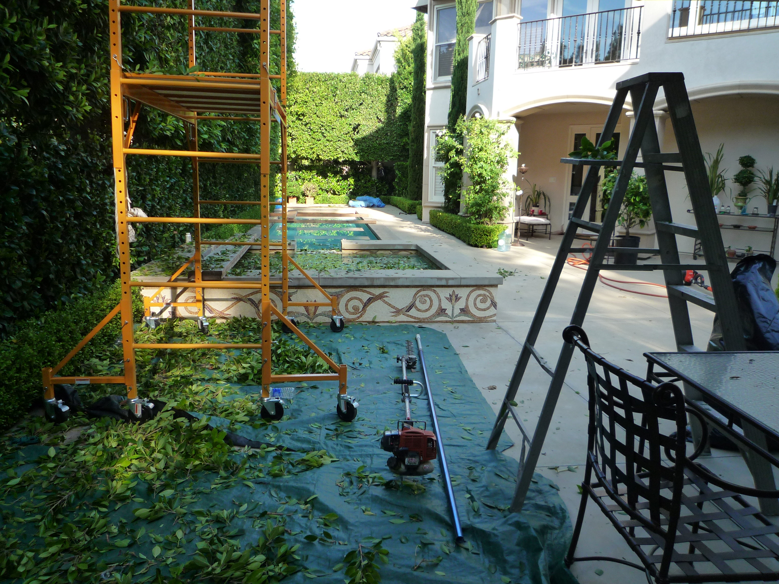 trimming Ficus hedge