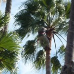 Trimming the fronds