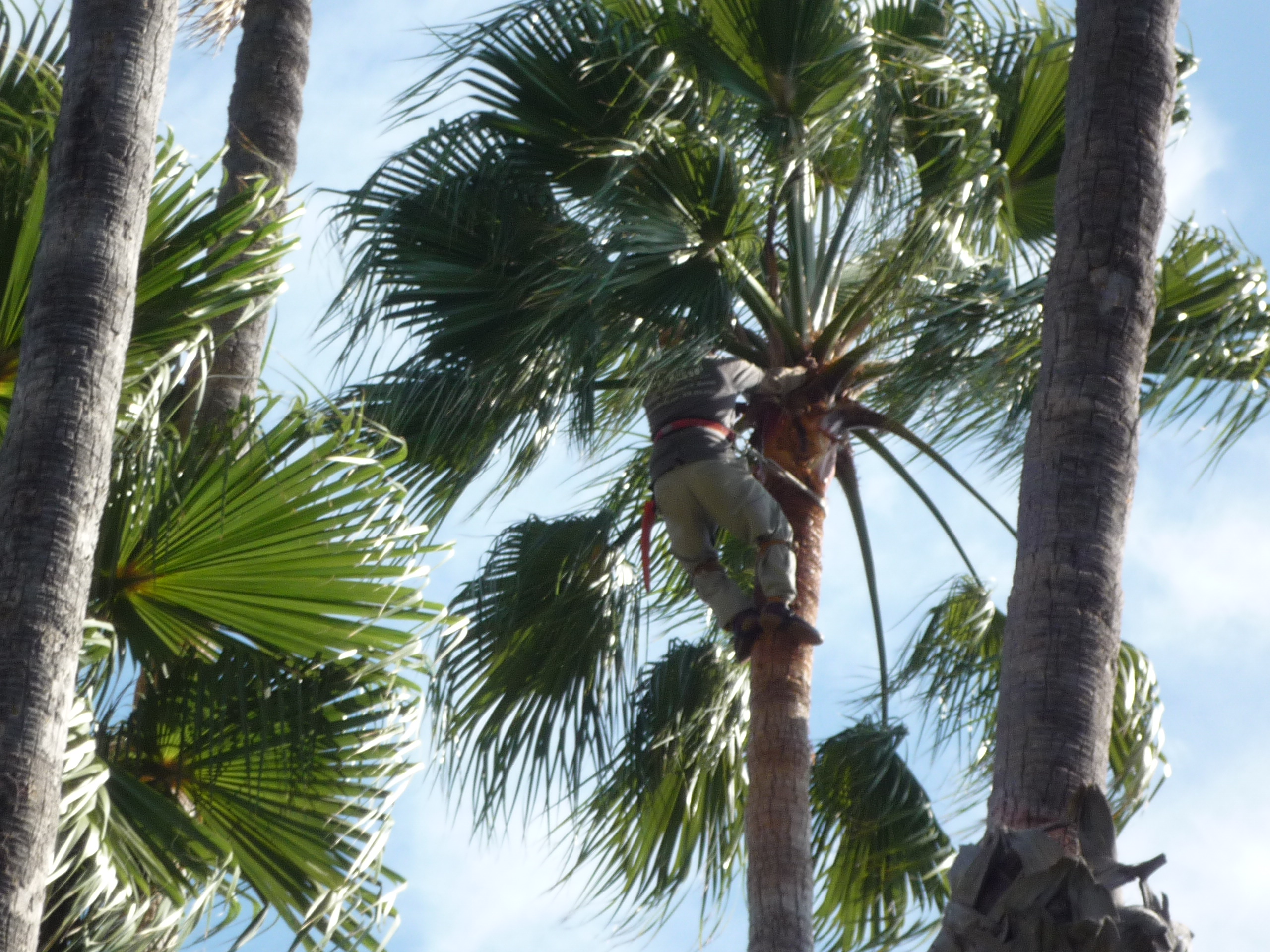 Trimming the fronds
