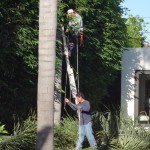 Trimming palm tree in Venice