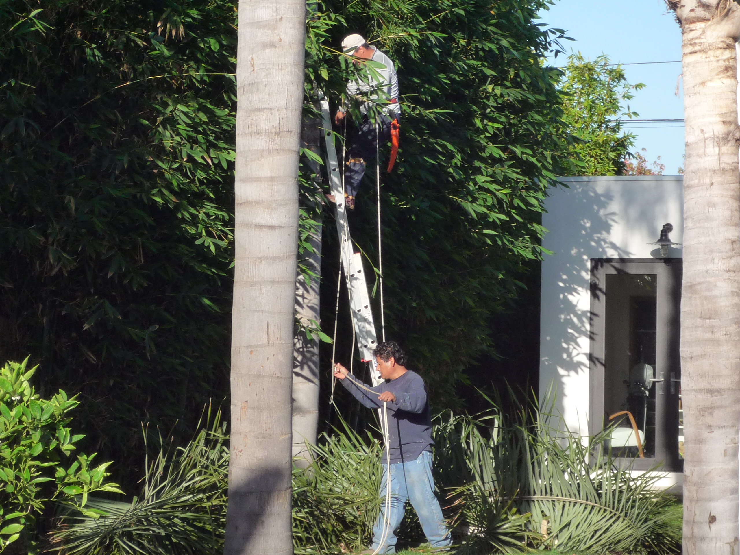 Trimming palm tree in Venice