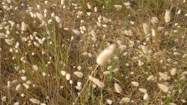 Brush clearance, May 1rst