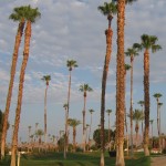 palm tree trimming