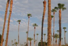 Maintenance: palm tree trimming