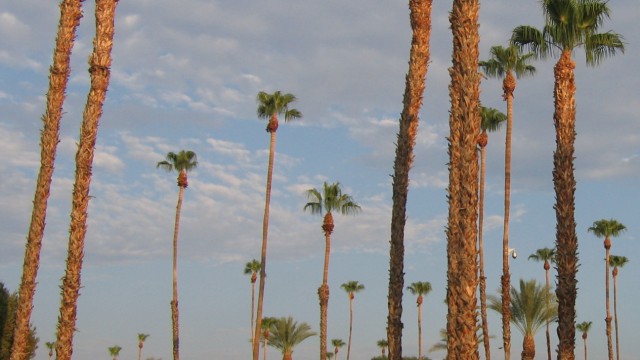 Maintenance: palm tree trimming