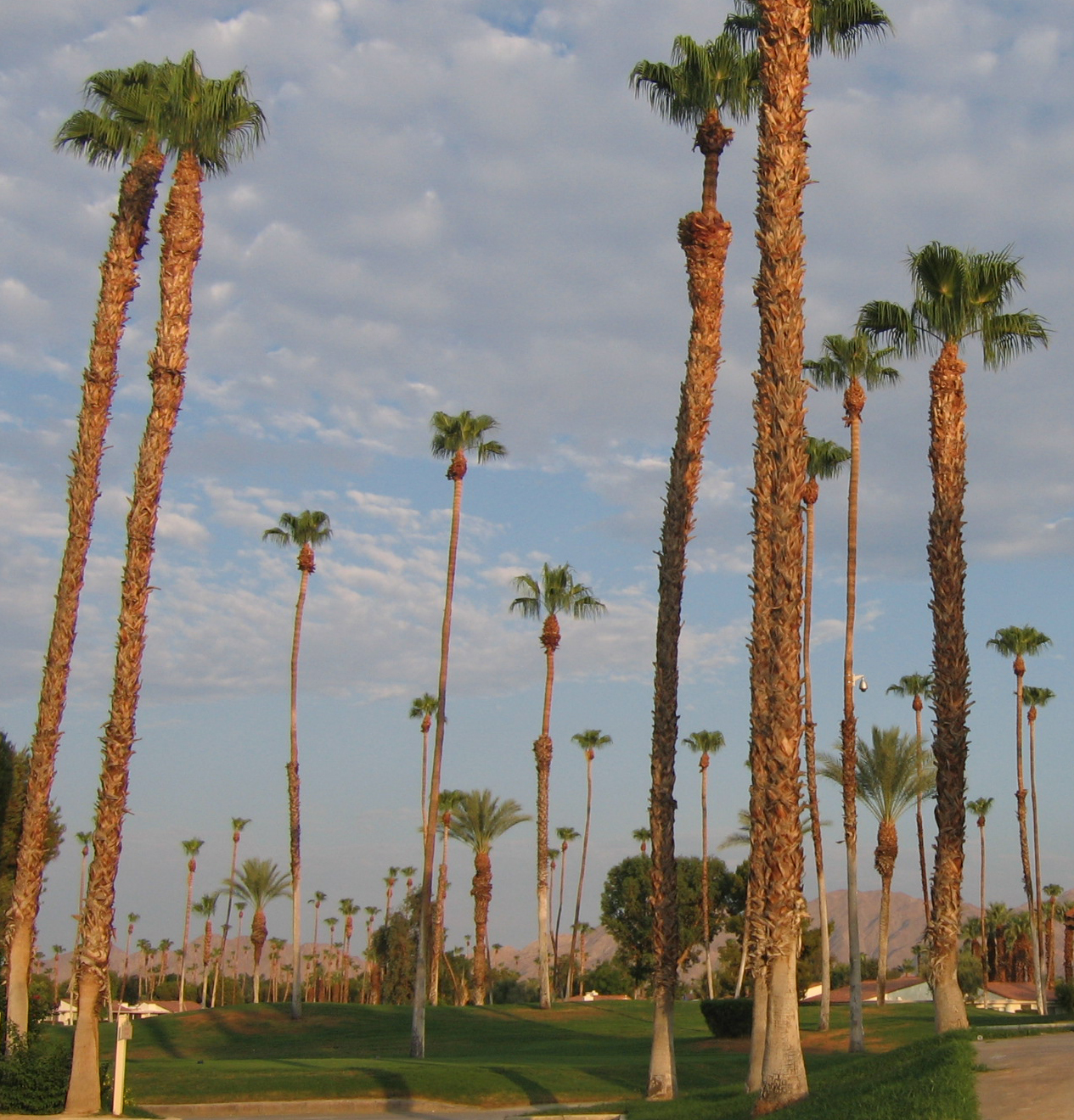 palm tree trimming
