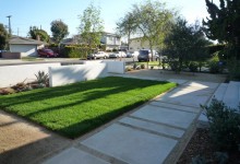 patch of lawn, concrete slab pedestrian access, Nice big Olive tree