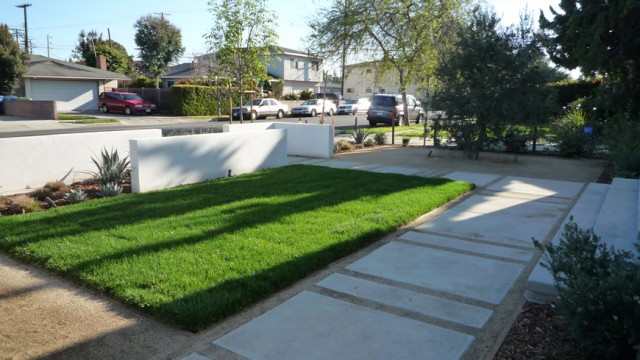 patch of lawn, concrete slab pedestrian access, Nice big Olive tree