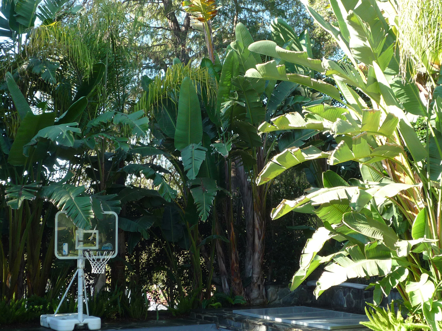 tropical backyard P1060187