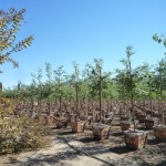 nursery