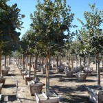 nursery selection