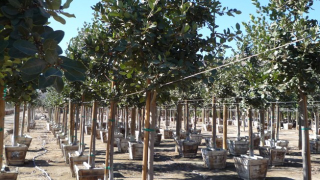selecting plants at professional nursery