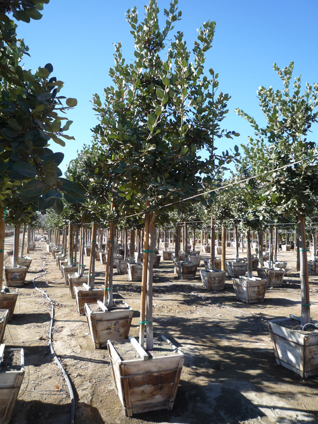 nursery selection