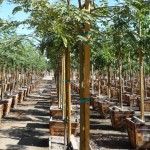 web_nursery 4