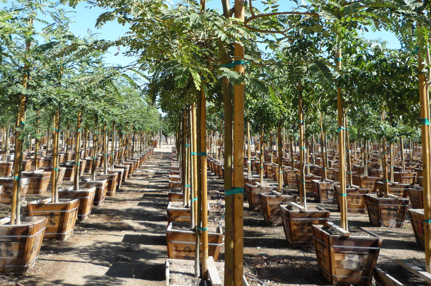 web_nursery 4