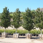 web_nursery_P1060278
