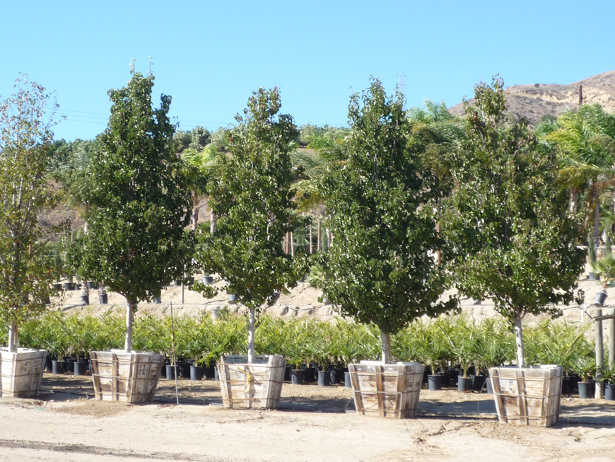 web_nursery_P1060278
