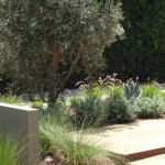 Santa Monica full landscape make over