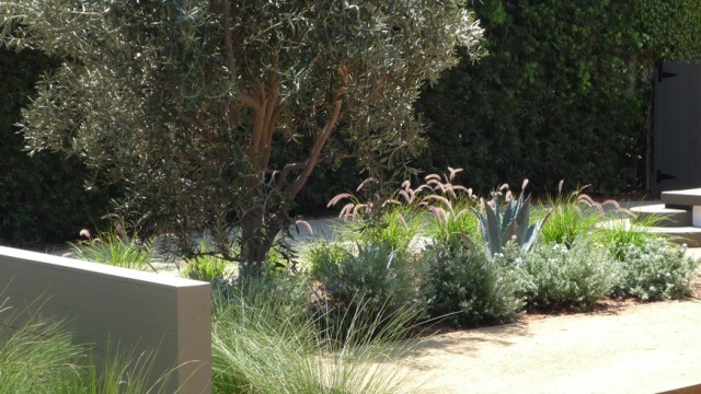 Santa Monica full landscape make over