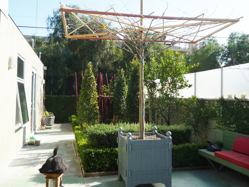 orangerieplanterSycamorWebL